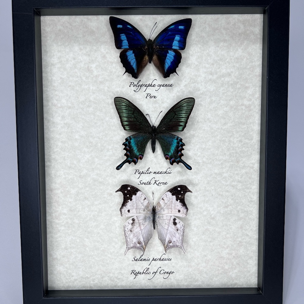 Framed butterfly Trio